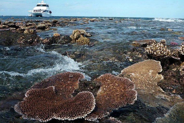 Michaelmas Cay & Hastings Reef Day Cruise � Tours To image