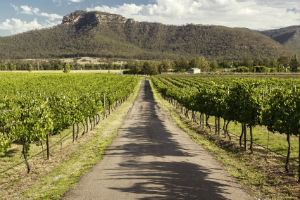 looking down a row of grape vines in the Hunter Valley