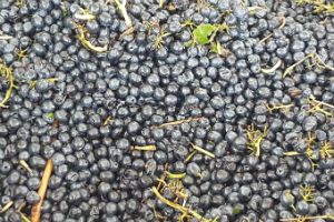A vat of Hunter Valley Shiraz grapes
