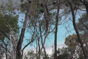 looking through the trees at Wineglass Bay